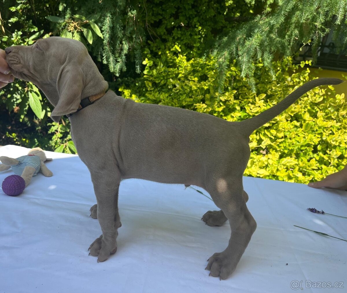 Výmarský ohař - štěňátka s PP