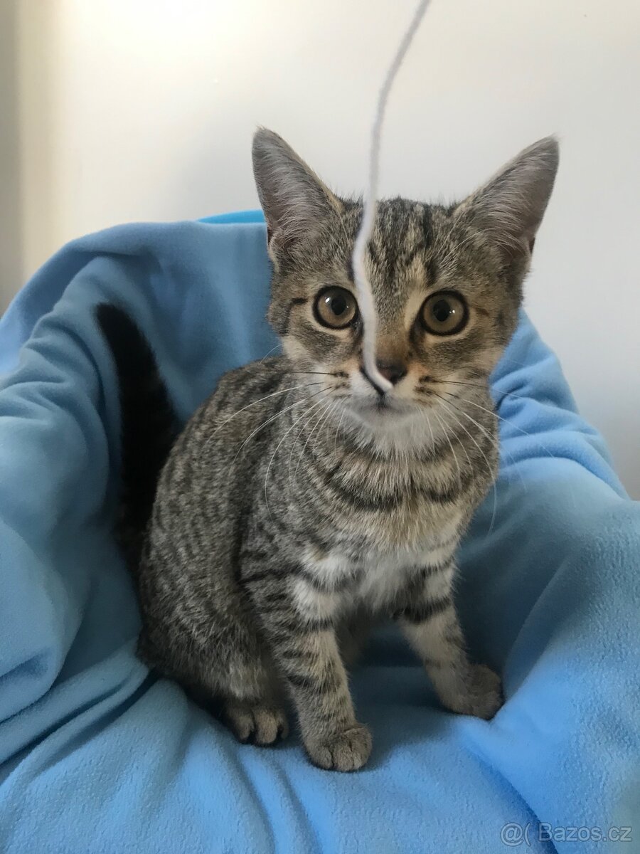 Daruji koťata do dobrých rukou.