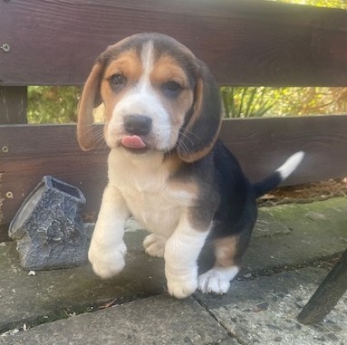 Štěně beagle tricolor, bígl pejsek