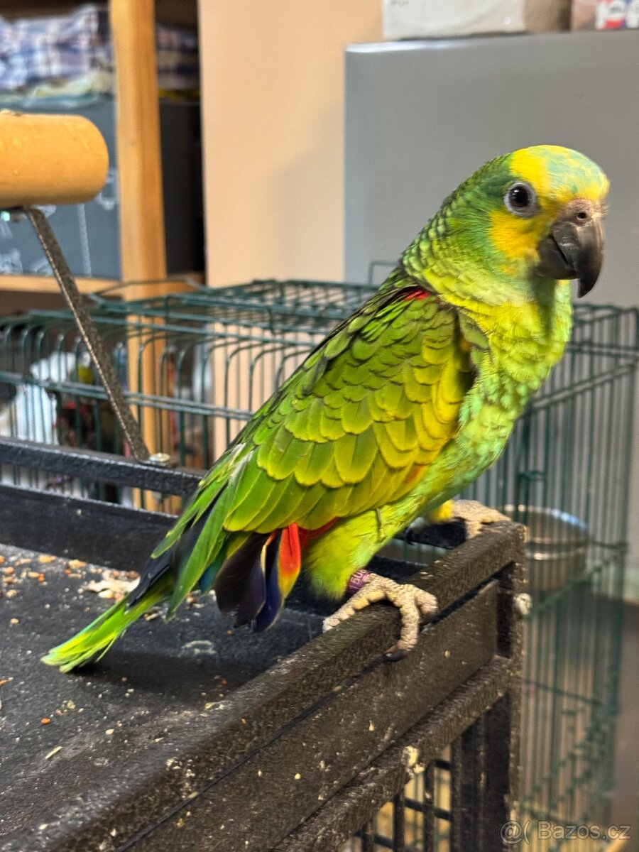 Úplne krotký papoušek Amazoňan modročelý xantopterix