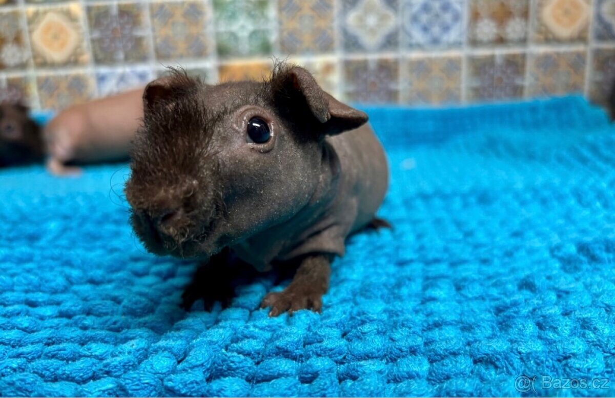 Skinny morče, mazlíček