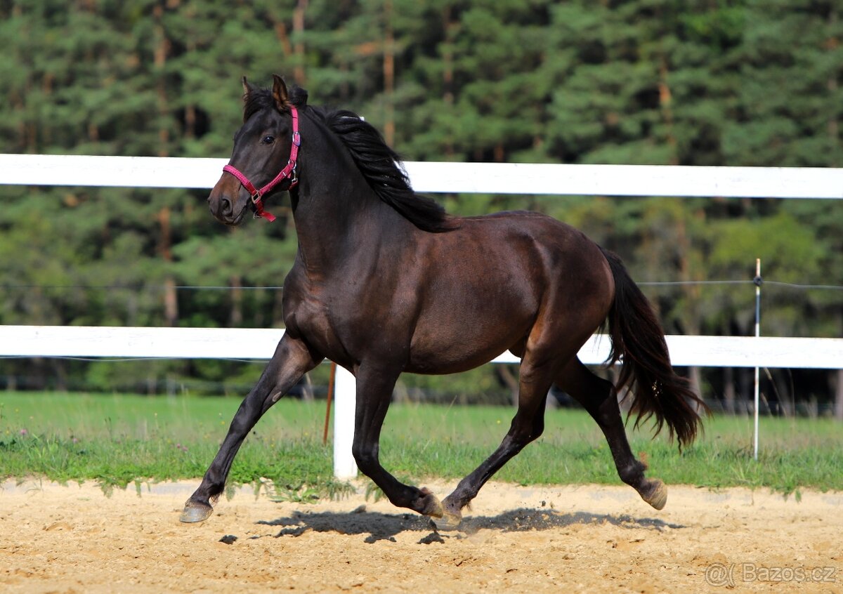 ______Valášek Barock pinto - Frís___