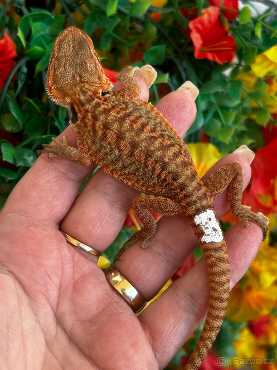 Agama vousata - samice