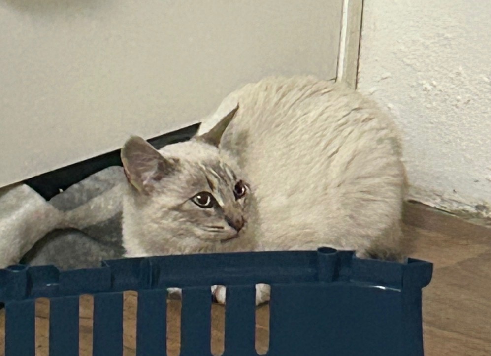 Kocourek Ragdoll
