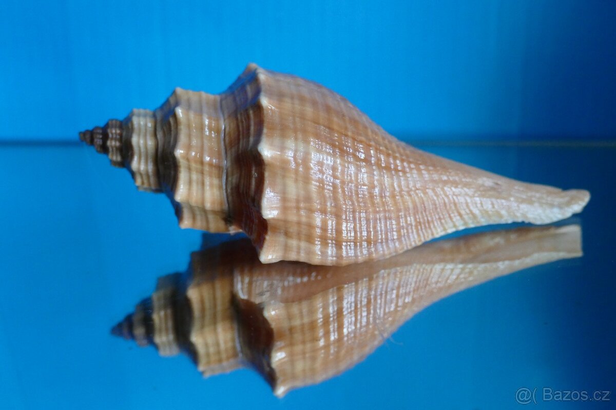 Brunneifusus carinifer