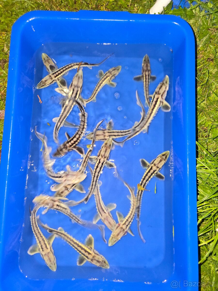 Jeseter ruský 20-35cm