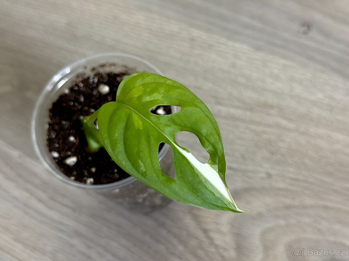 Monstera Adansonii Variegata