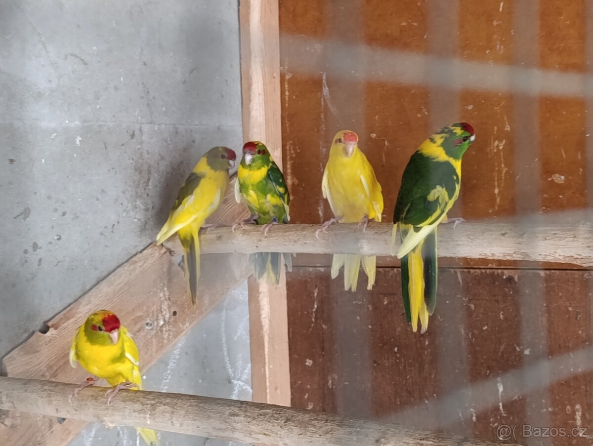 Kakariky