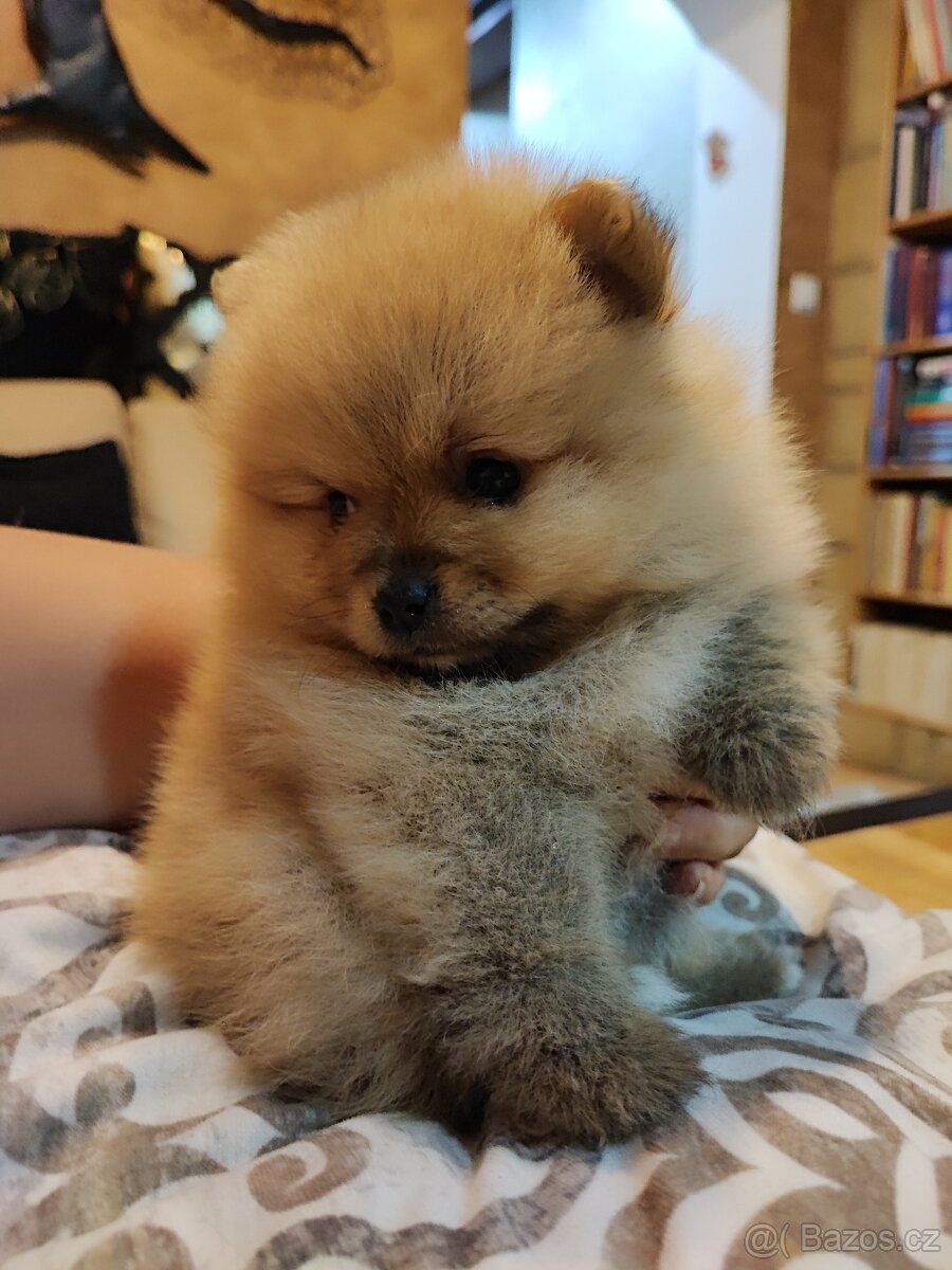 Predám fenku - pomeranian/nemecký špic