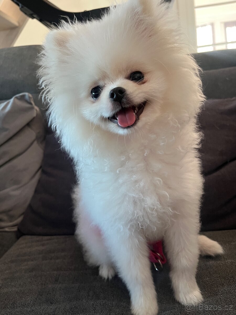 pomeranian