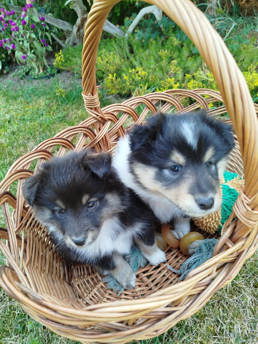 Šeltie / sheltie štěně s PP z Pozdeňské vísky