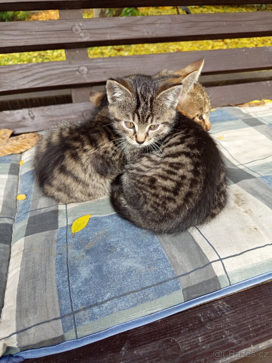 Kotě
