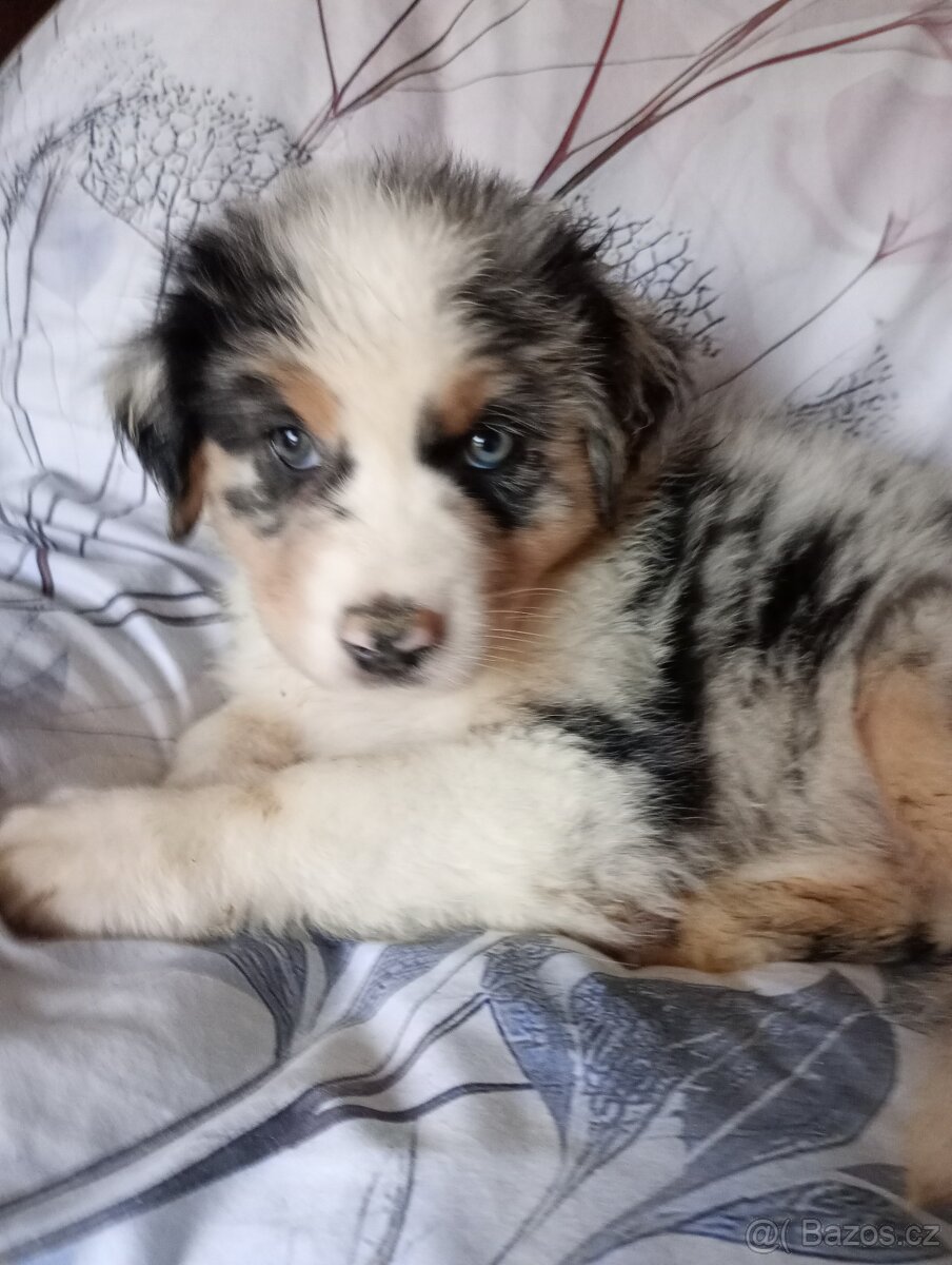 Rezervace Australský ovčák bez PP fenka (modrý obojek)