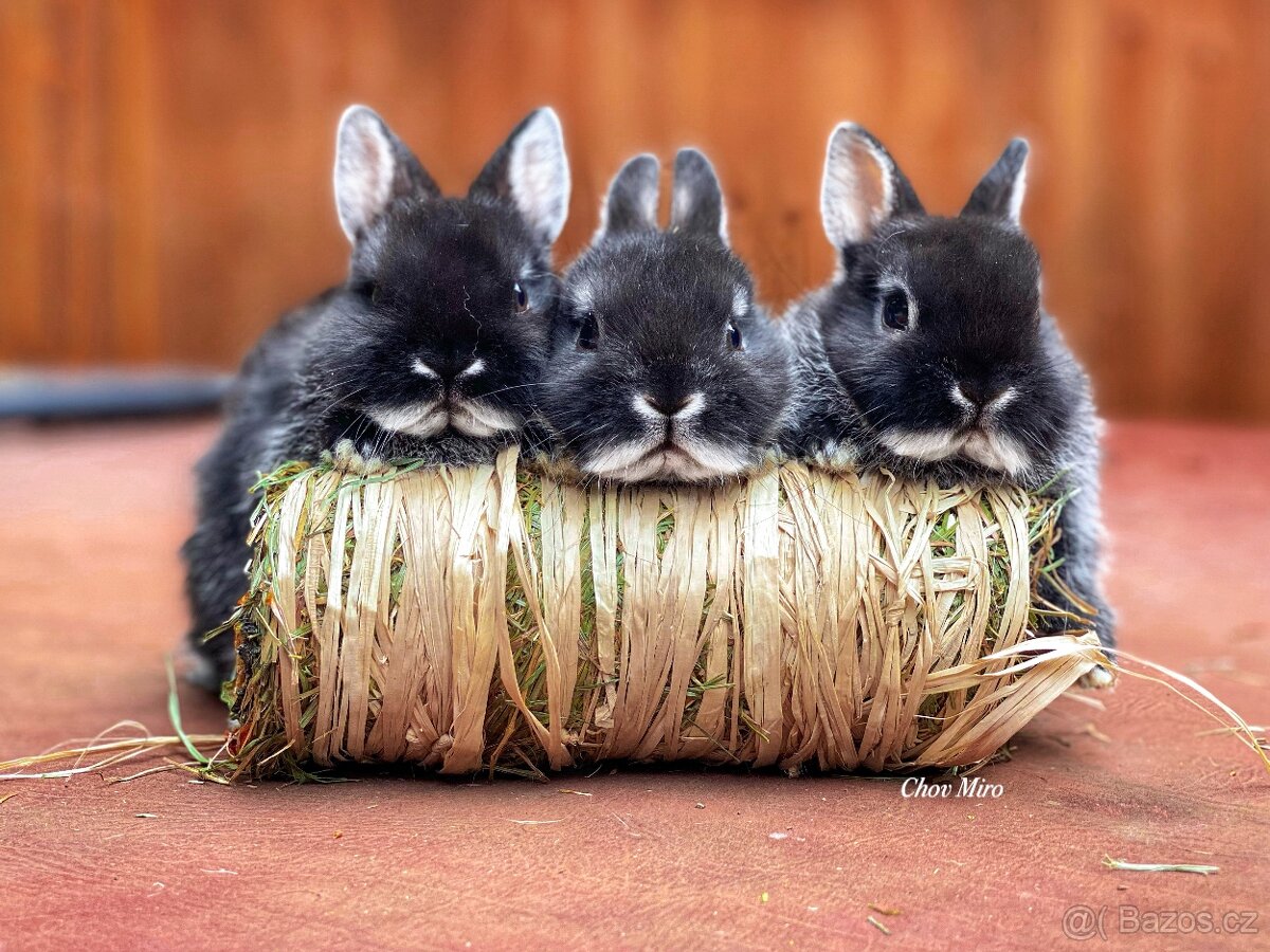 Zakrslý králíček- bílopesíkatý černý s PP