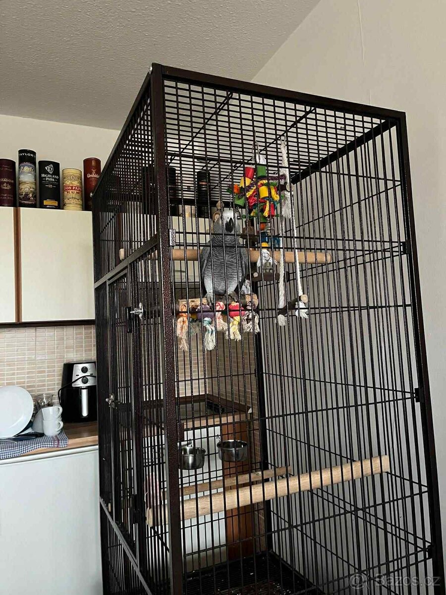 Papoušek Žako Kongo