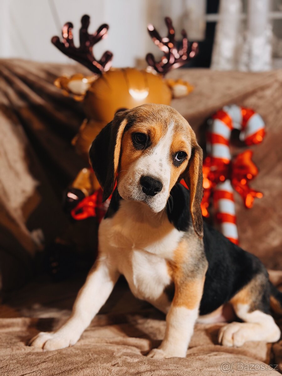 Bígl trikolor, štěňátka