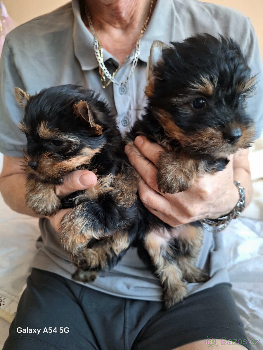 Jorkšírský teriér