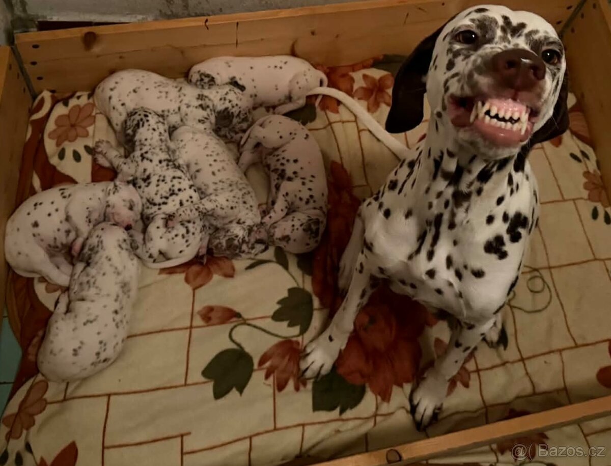 Štěně dalmatin