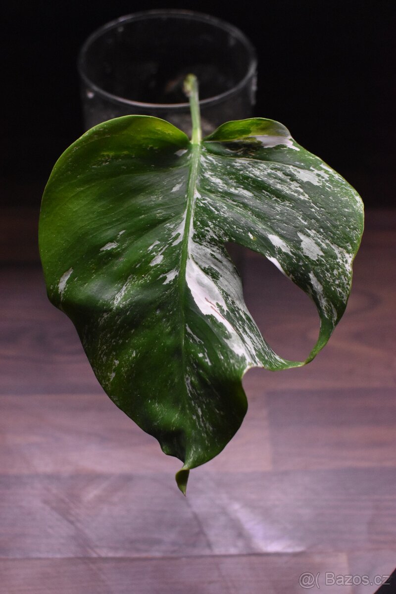 Monstera Deliciosa Albo