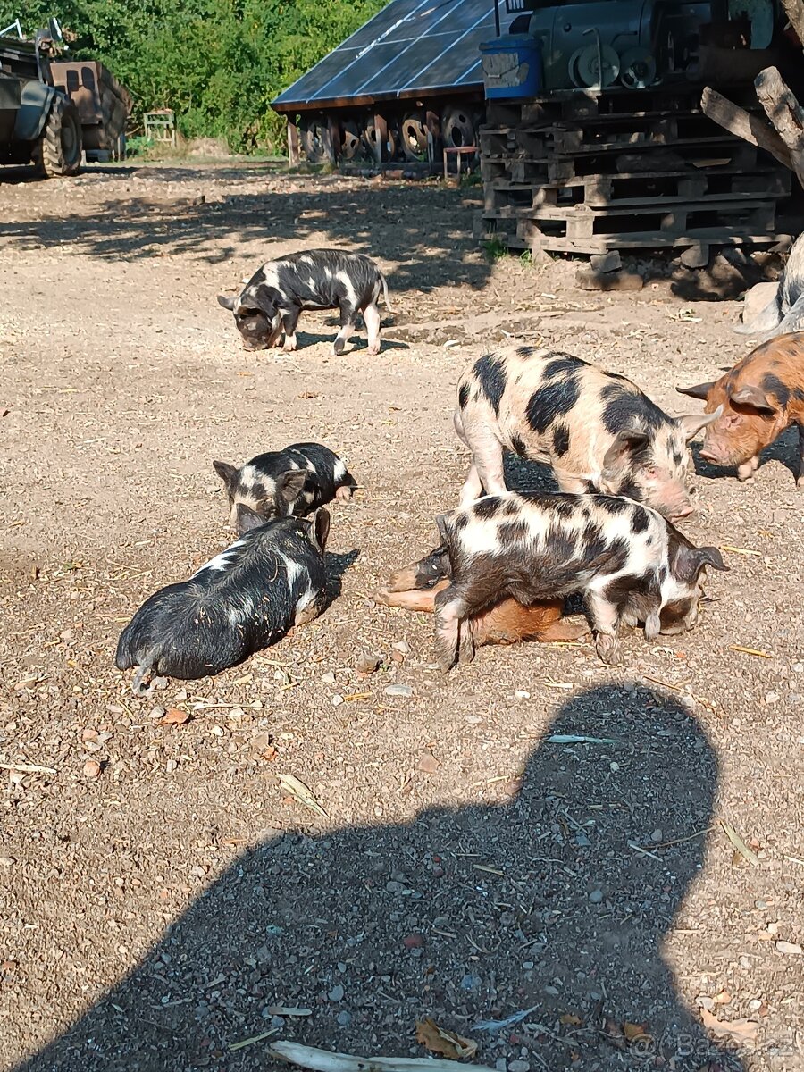 Selata kune kune