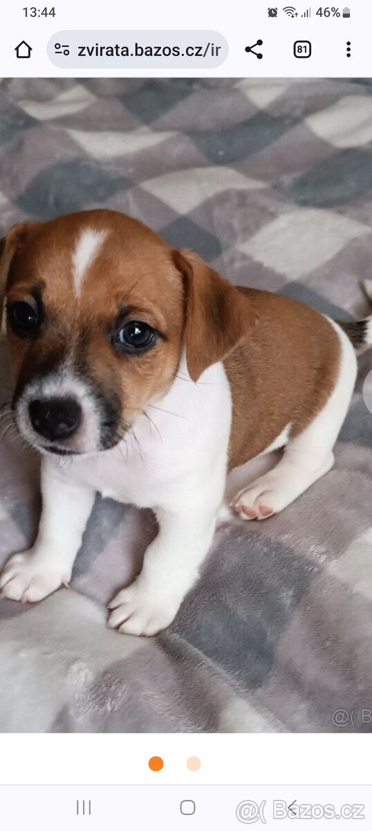 Jack Russell Teriér