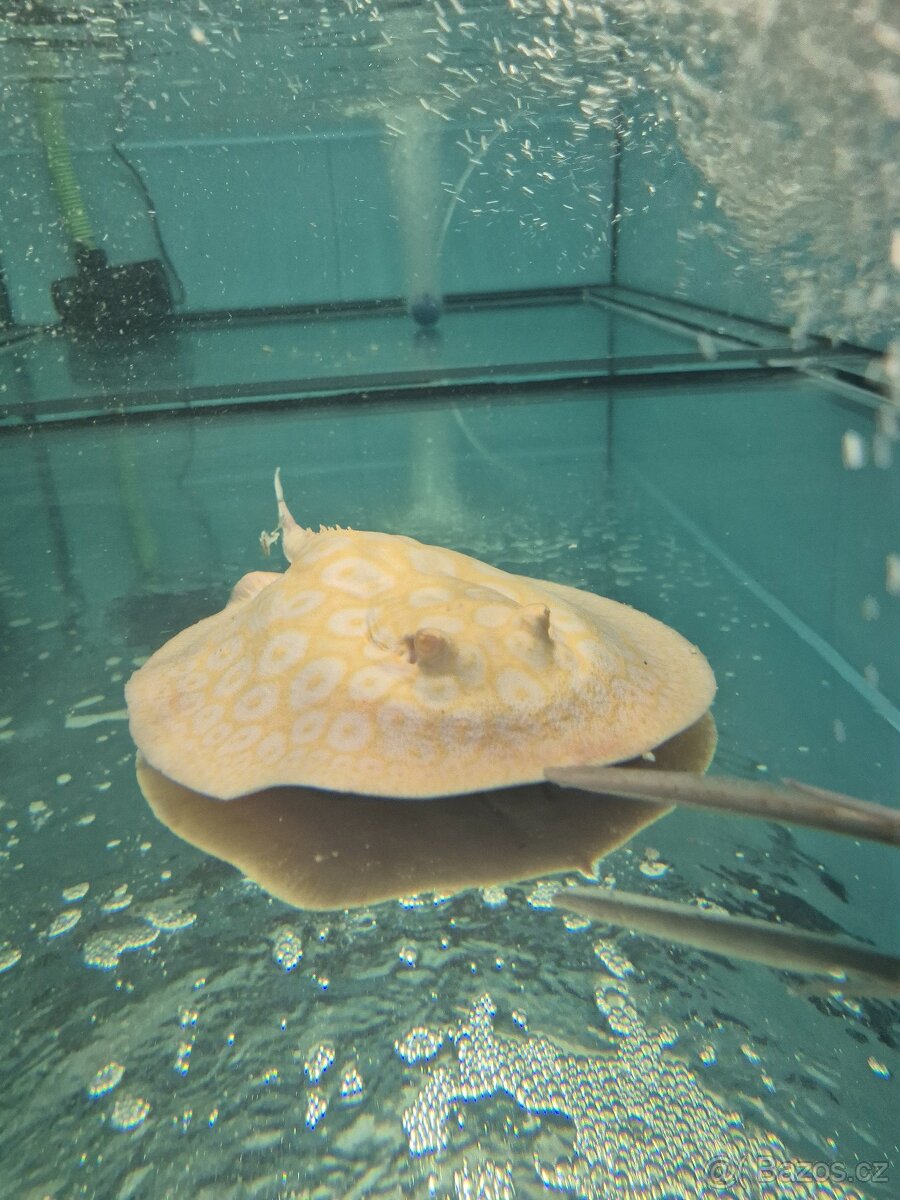Sladkovodní rejnok - Potamotrygon