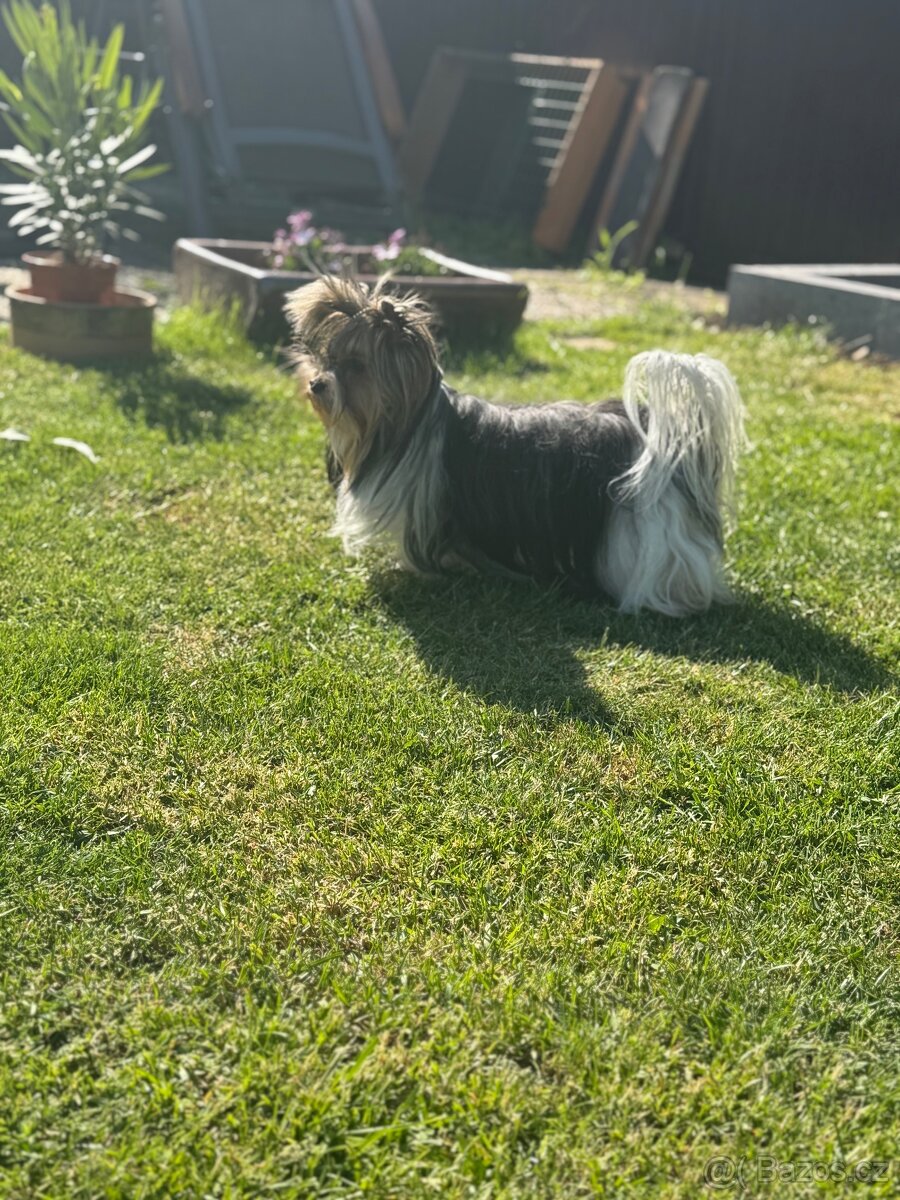 Biewer terrier