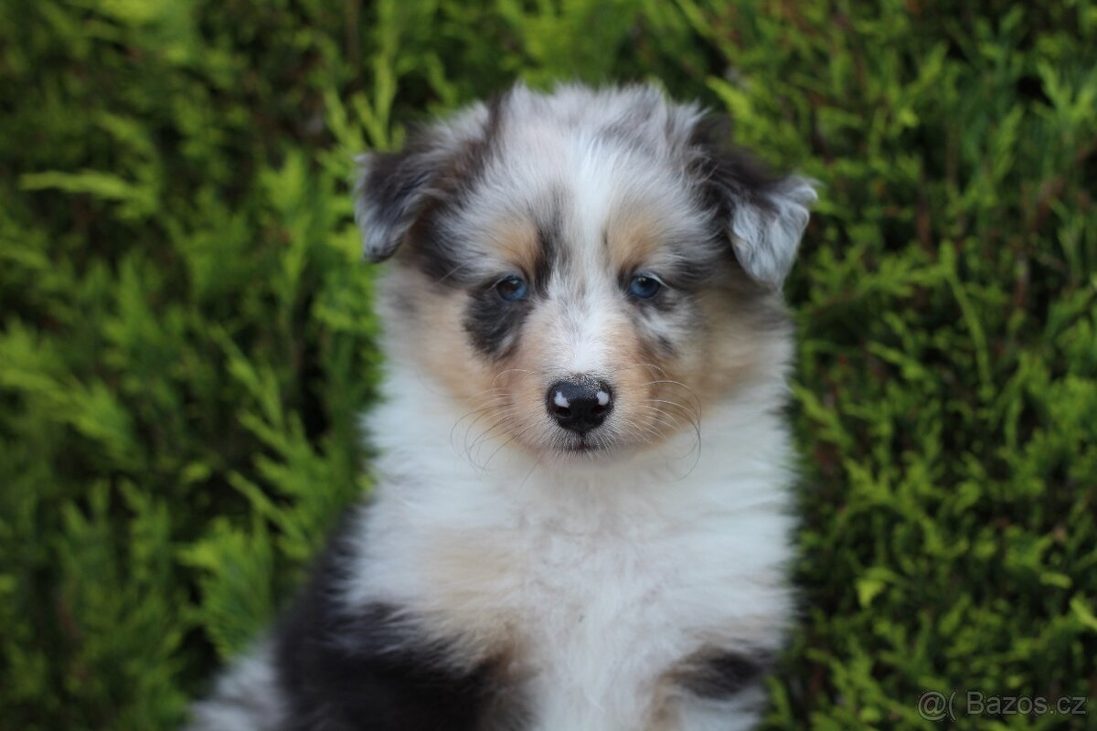 Sheltie pejsek s PP