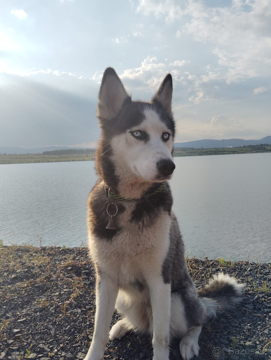 Sibiřský husky