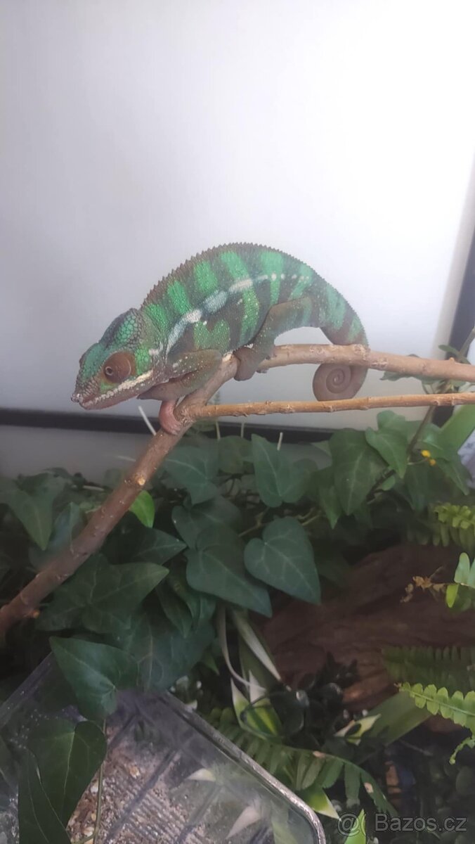 Chameleon