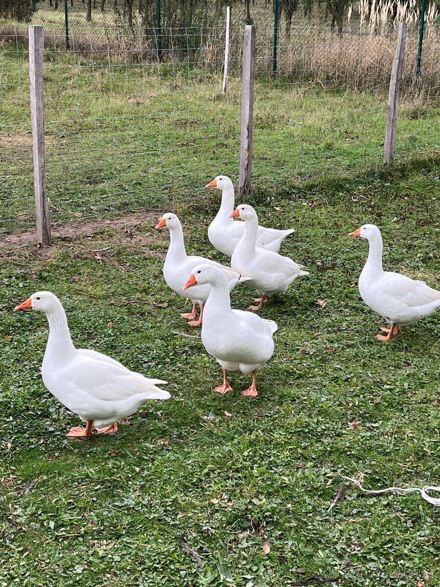 Prodám husy