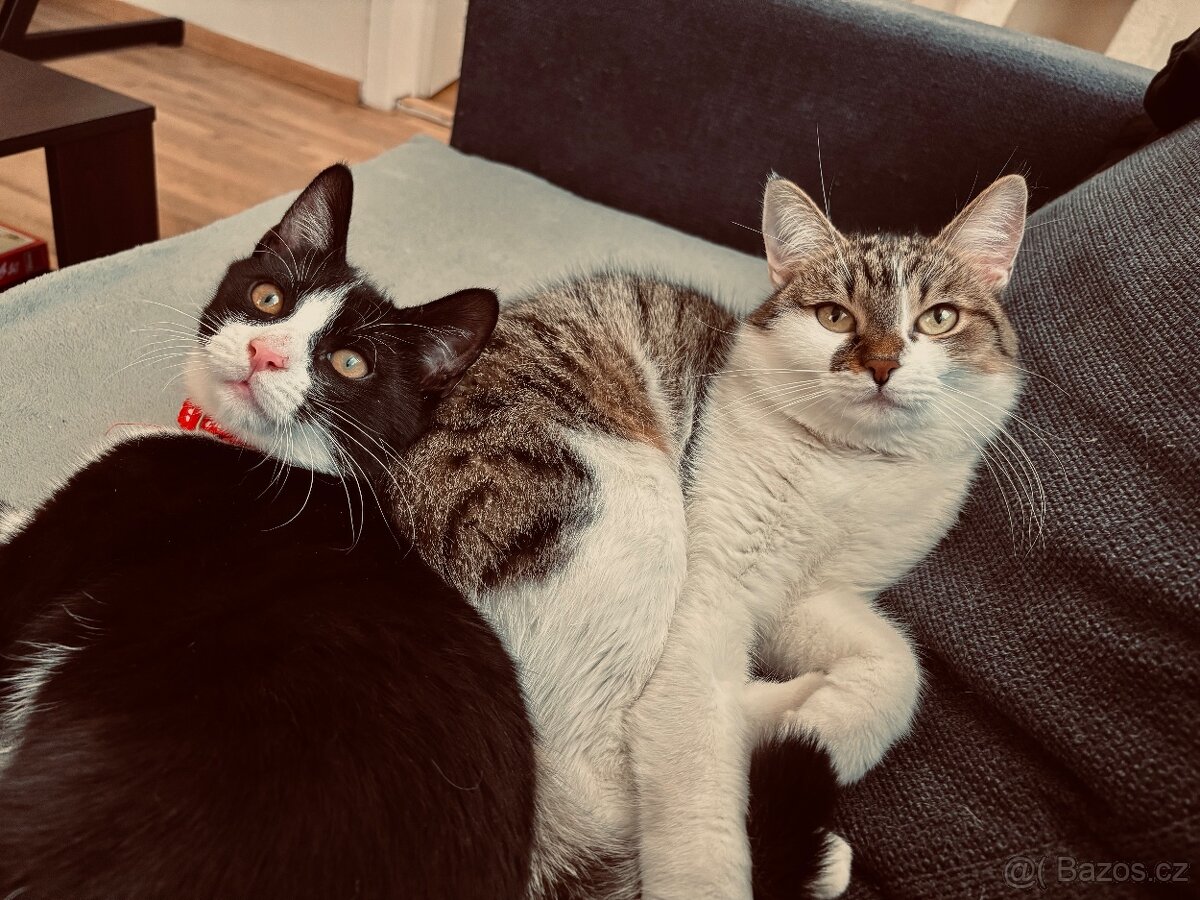 Hledám kotě do naší kočičí rodinky 🐈🐈⬛❤️