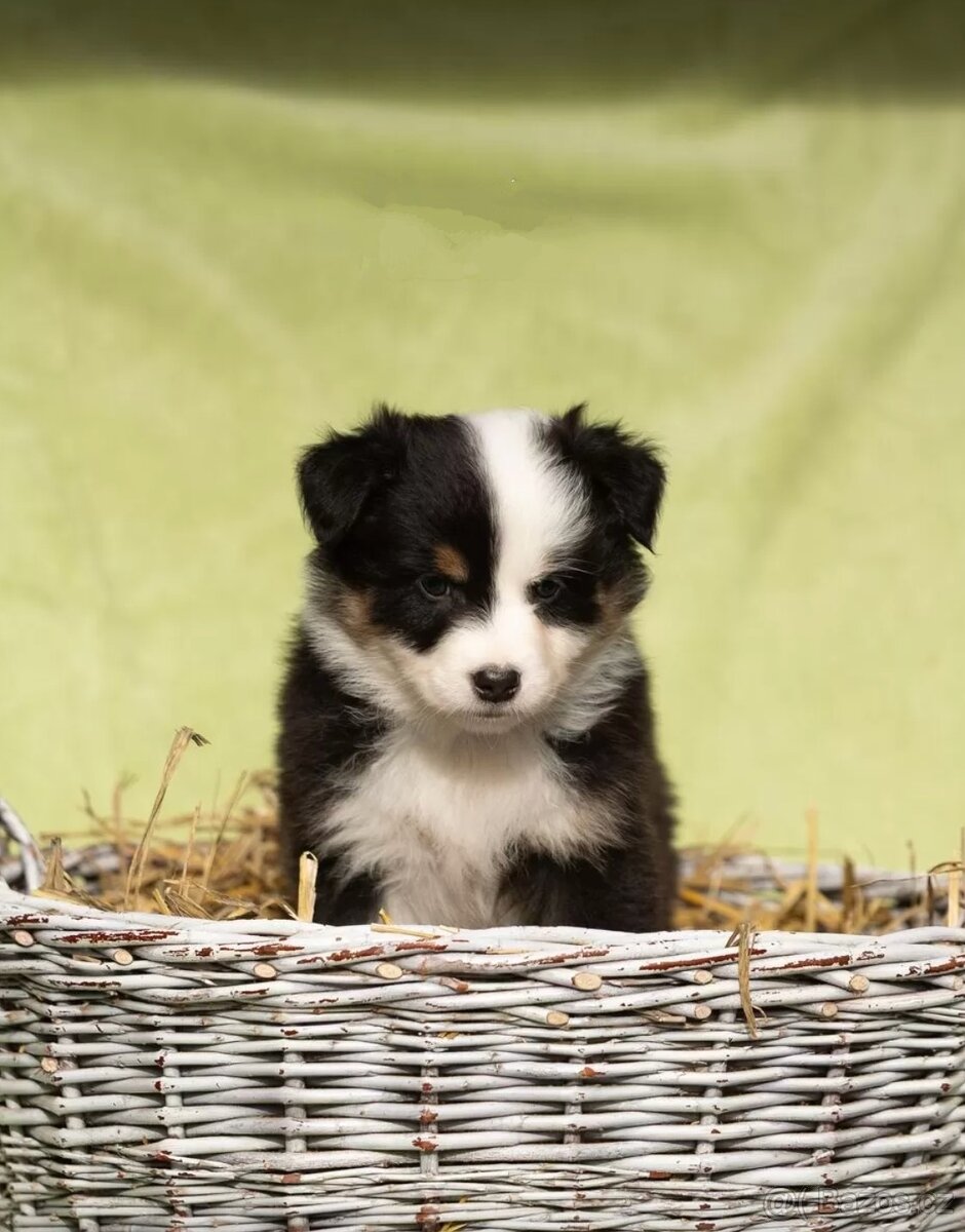 Australský ovčák s PP, blue merle a black tricolor feny