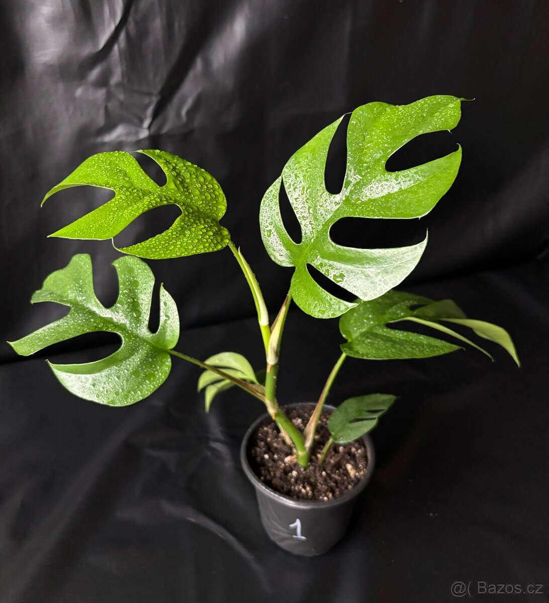 Monstera minima (Rhaphidophora tetrasperma)