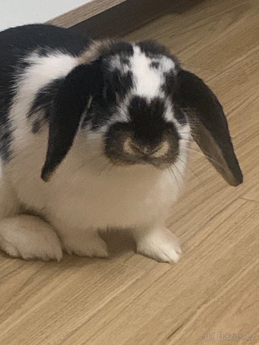 Zakrslý králíček