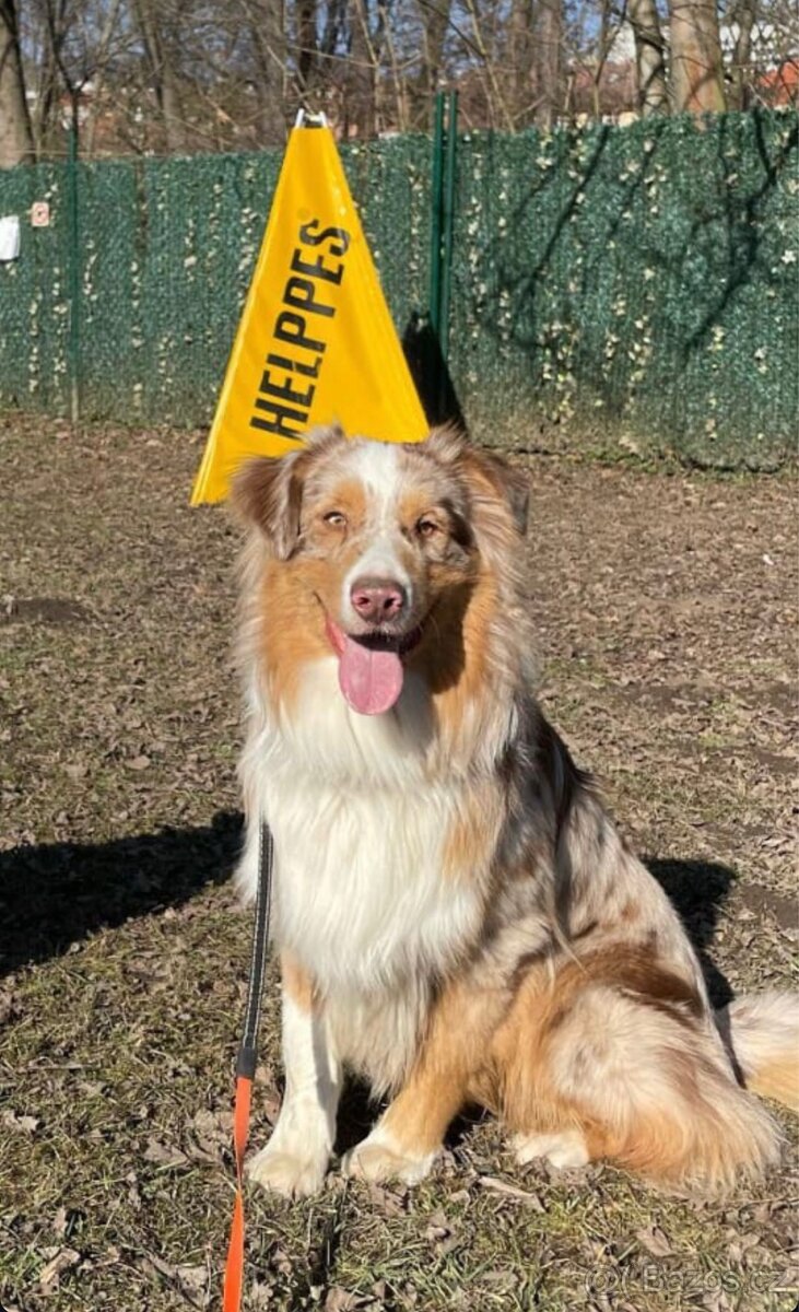 Australský ovčák bez PP