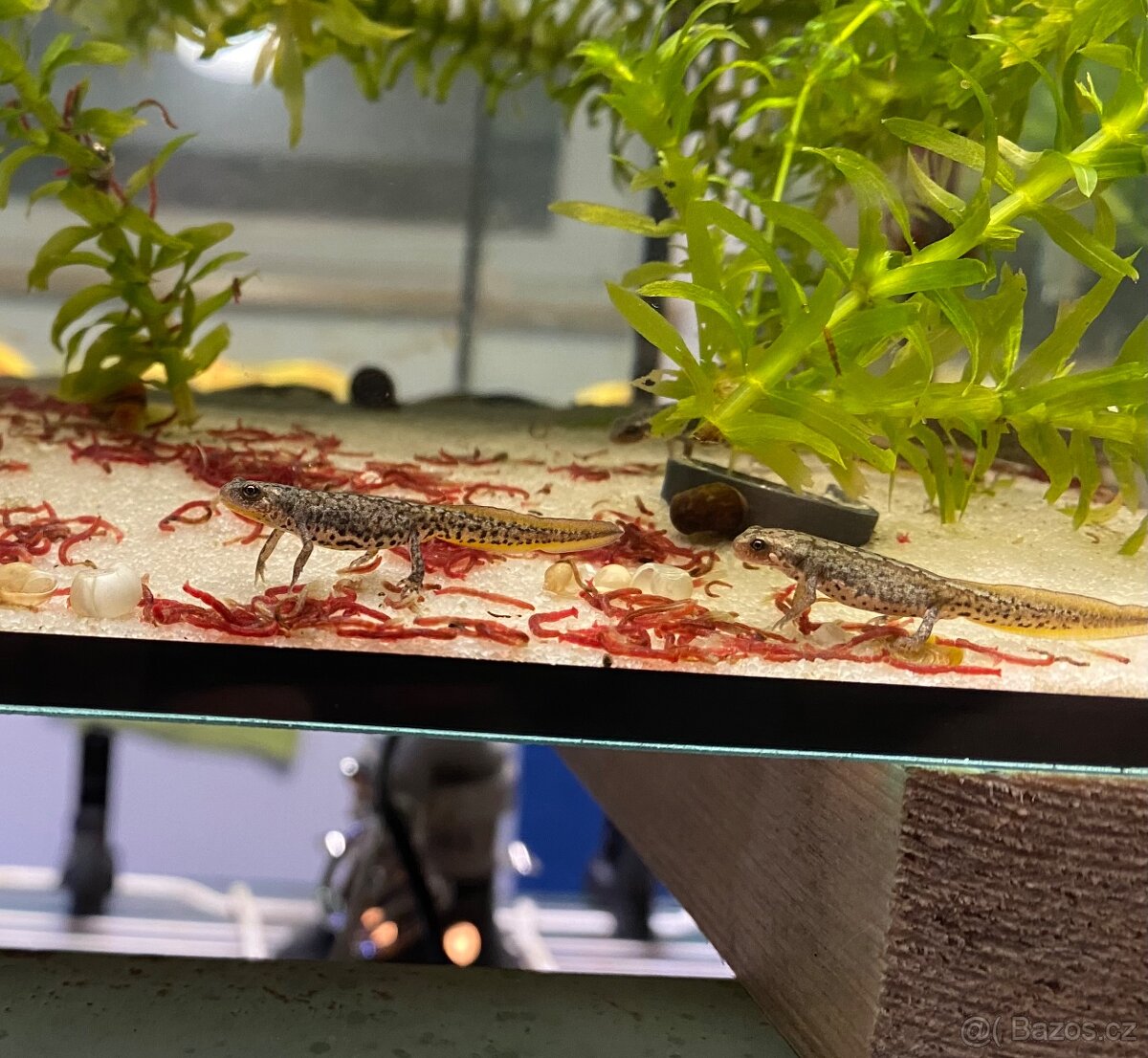 Čolci Lissotriton italicus