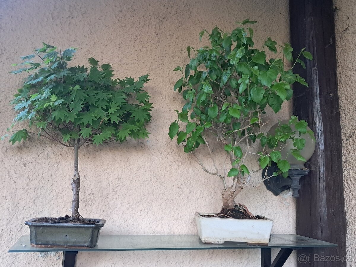 Bonsaj,bonsai Morusovnik