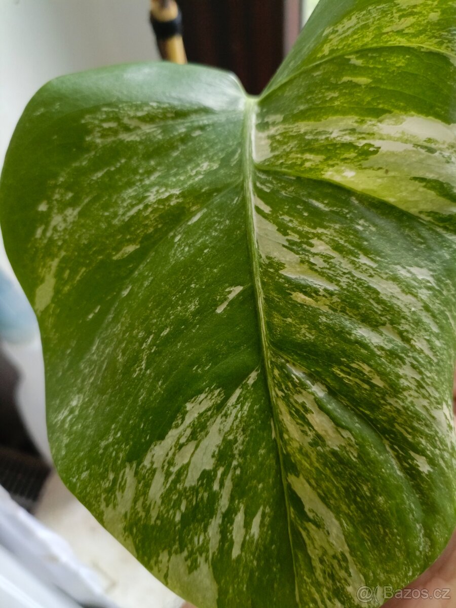 Monstera albovariegata