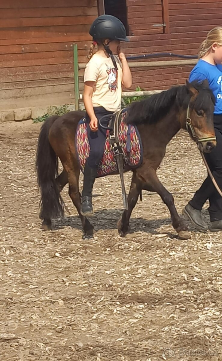 Valach pony