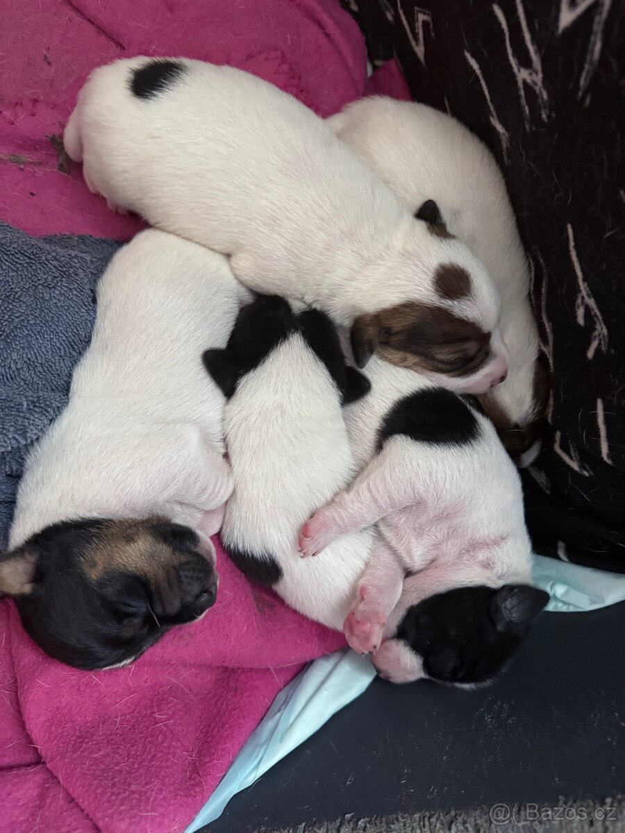 Jack Russell teriér