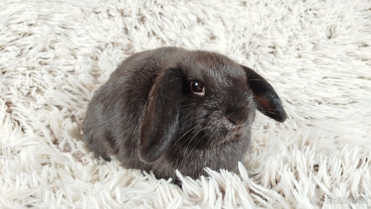 Zakrslý beránek, králíček, králík - CRISTIAN