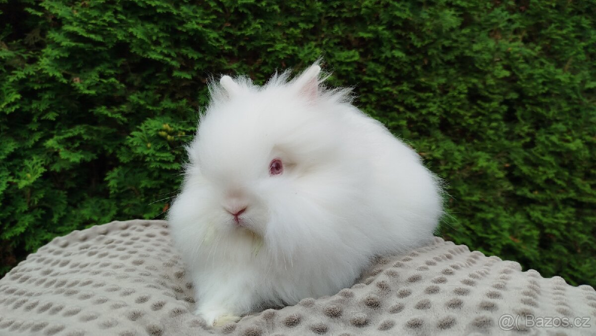 Zakrslý králík, králíček -(TEDDY)-ONDŘEJ