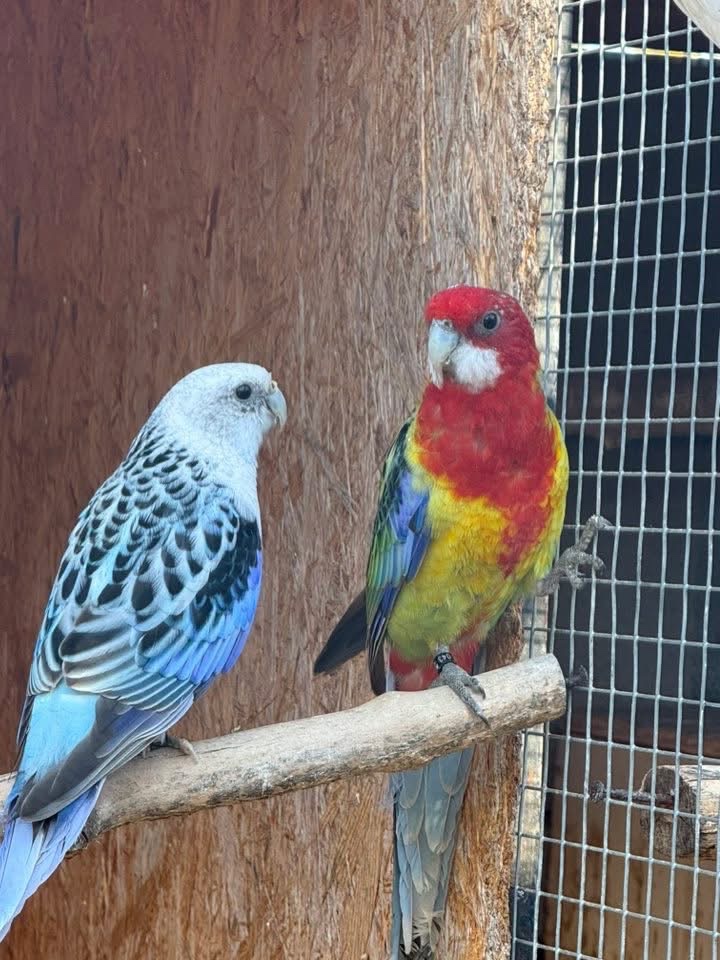 Predam Rosela pestra modra Step na modre