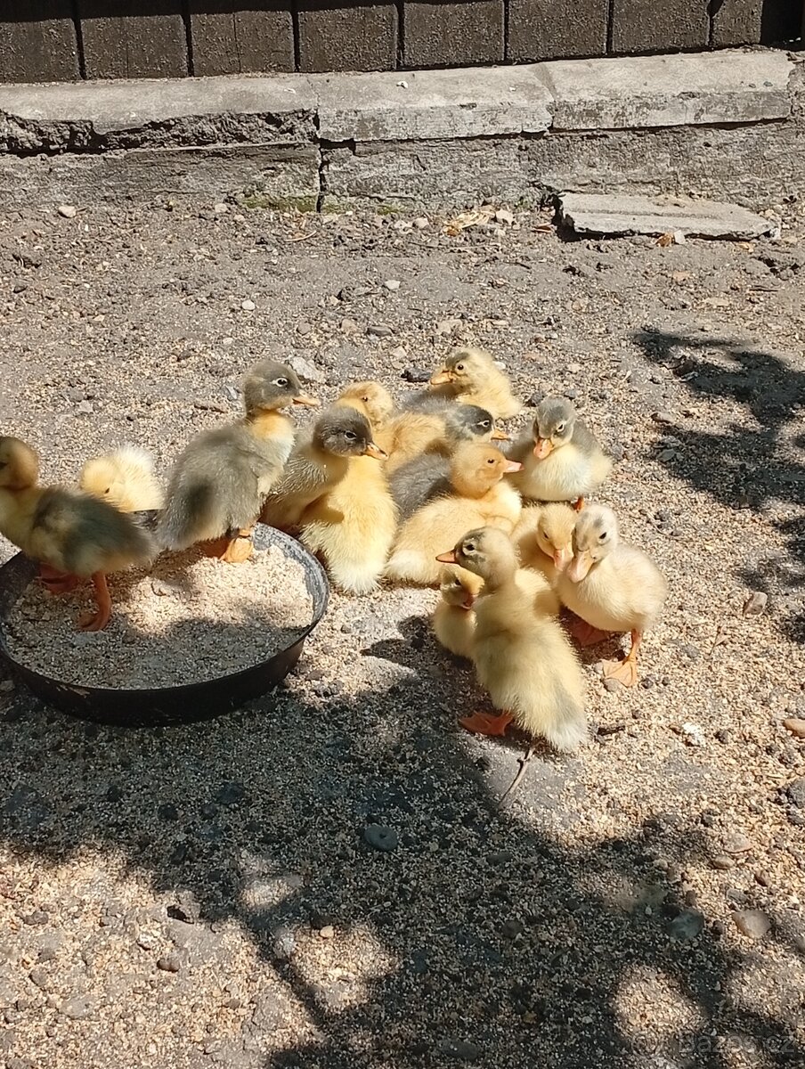 Káčata mix ze dvorku (pekingská x saská)