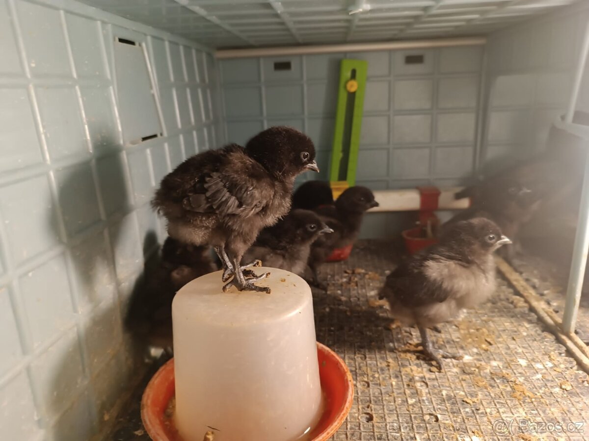 kuřátka Ayam cemani