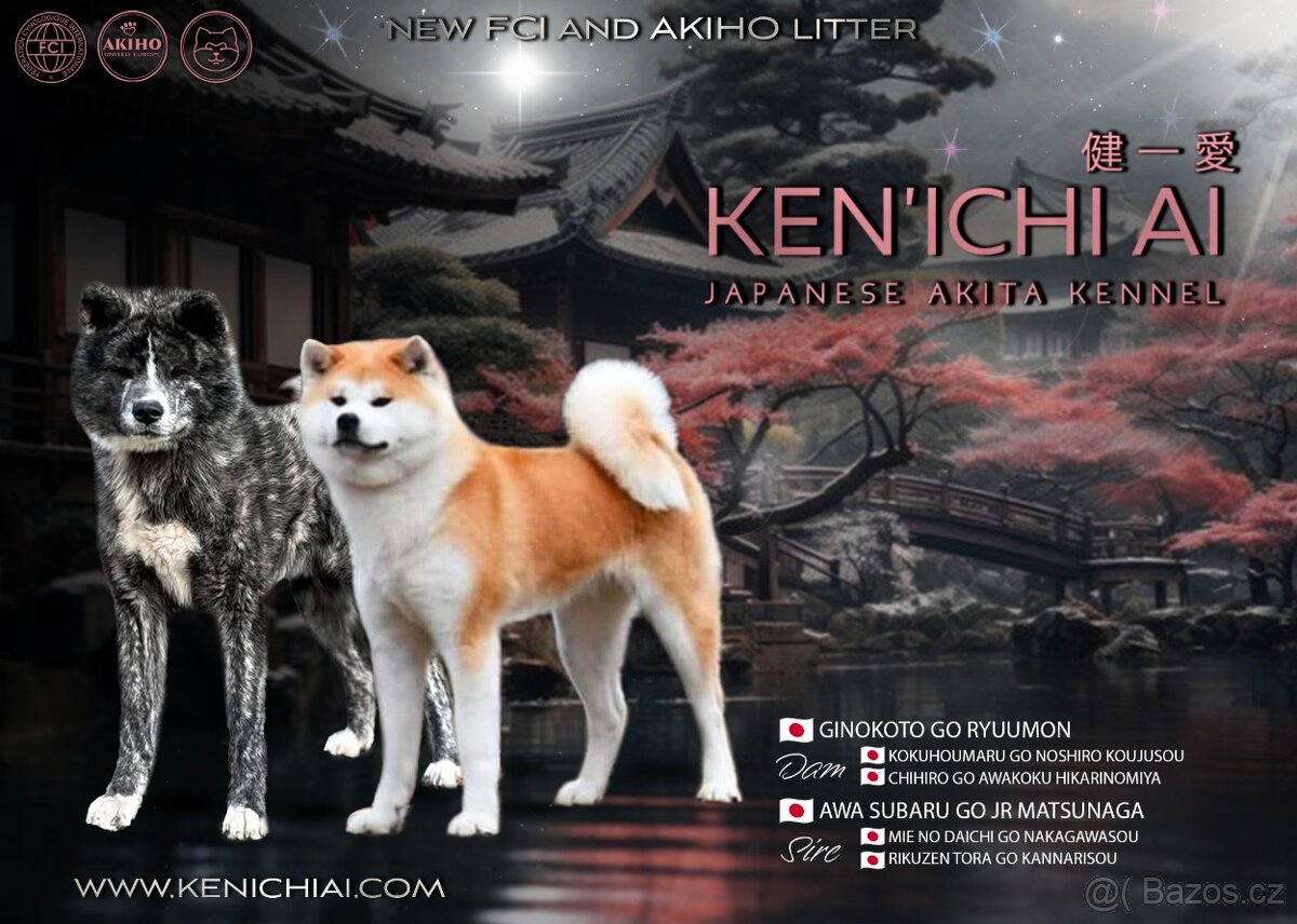 Akita Inu s průkazem původu (PP) - FCI & AKIHO