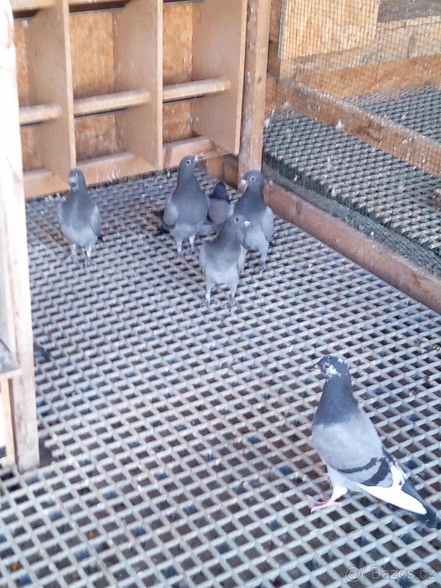 Poštovní Holubi