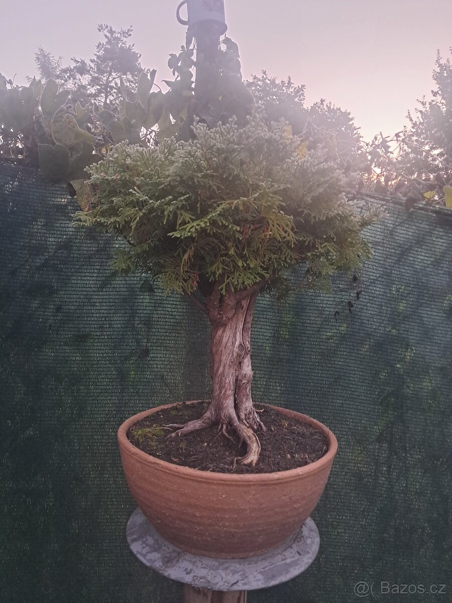 Bonsaj,bonsai Thuje