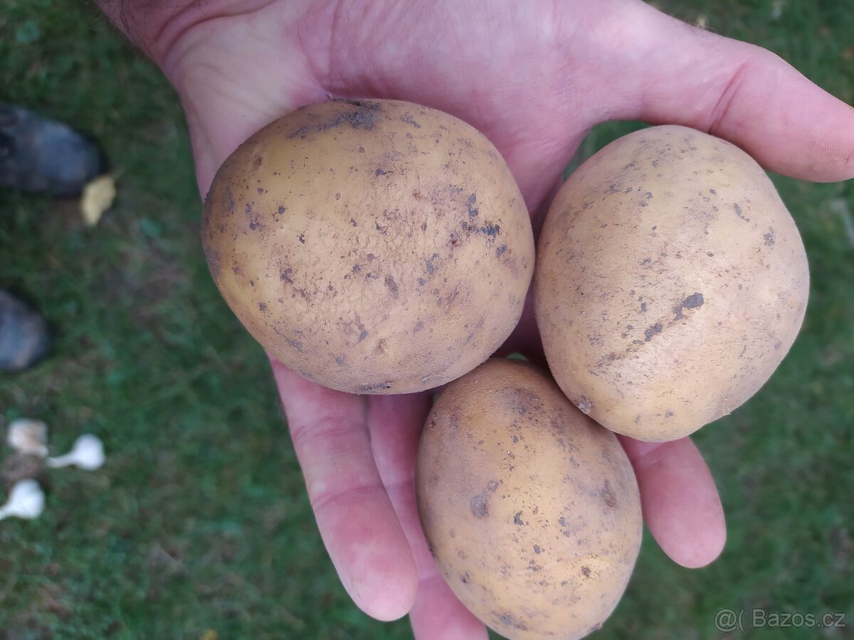 Brambory na uskladnění